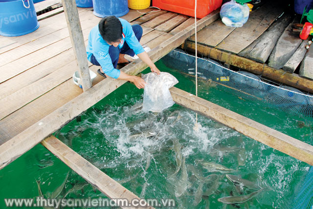 Phòng và điều trị bệnh thường gặp trên cá nuôi biển