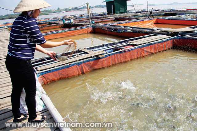Phát triển tiềm năng cho nuôi cá lồng bè trên sông