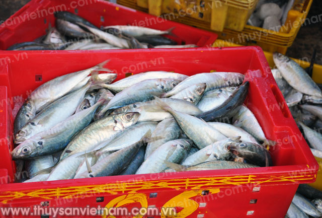 Giá thu mua cá nục trung bình 30.000 - 35.000 đồng/kg Giá thu mua cá nục trung bình 30.000 - 35.000 đồng/kg