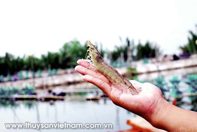 Tổ chức Festival Tôm năm 2018 tại Cà Mau