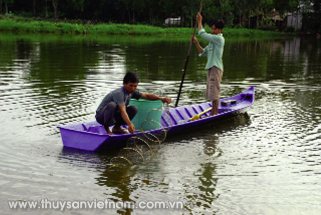Cân bằng hệ sinh thái nước ao là rất cần thiết