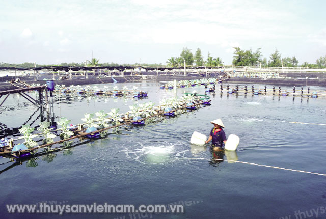 Ngành tôm vẫn còn nhiều khó khăn phải vượt qua
