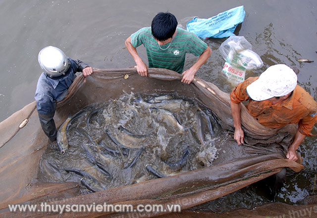 Cần giải pháp để ổn định sản xuất, đảm bảo nuôi cá tra bền vững 