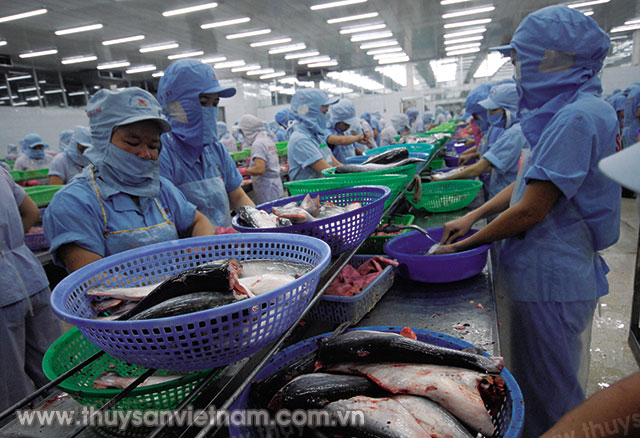 Cá tra đông lạnh chiếm 99,2% trong kim ngạch xuất khẩu cá tra