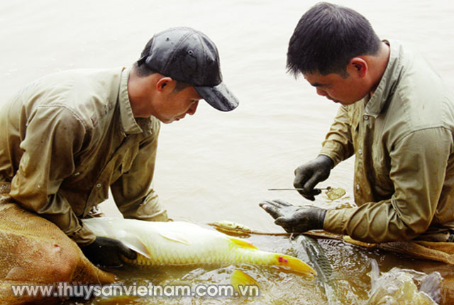 Nước đục sẽ làm hạn chế vi sinh vật phát triển, từ đó ảnh hưởng đến sinh trưởng của cá chép