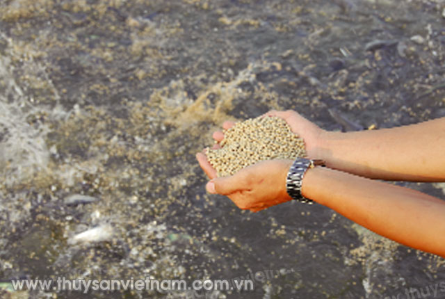 Sửa đổi, bổ sung Nghị định quản lý thức ăn chăn nuôi, thủy sản