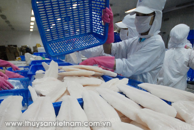 Cá tra Việt Nam liên tiếp gặp khó với hai “rào cản” lớn trên đất Mỹ