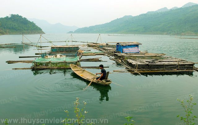 Diện tích hồ thủy điện Tuyên Quang và Chiêm Hóa tận dụng nuôi cá 9.336 ha