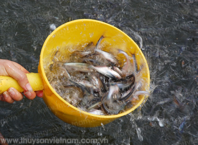 Các bệnh ở cá thường phát sinh nhiều trong mùa mưa, lũ 