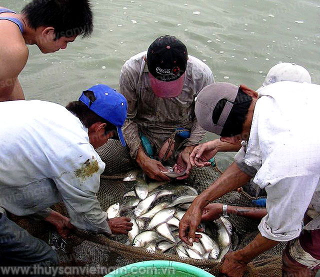 Gá thát lát cườm thương phẩm loại 300 - 500 g/con có giá 35.000 đồng/kg