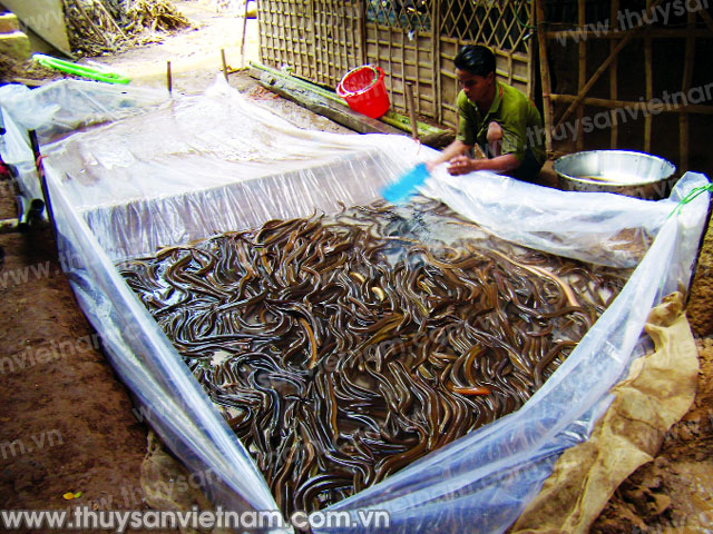 Nhiều hộ gia đình đã chuyển sang nuôi lươn không bùn