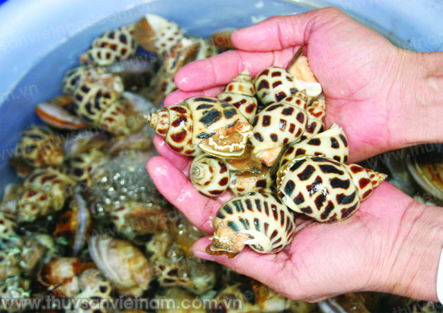 Tại Phú Yên ốc hương đang ở mức 240.000 đồng/kg
