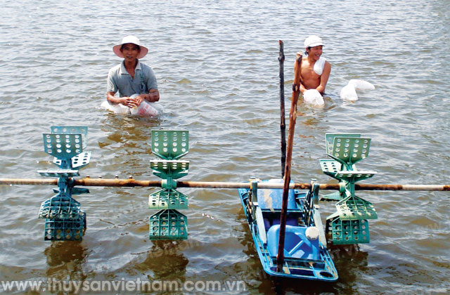 Quỳnh Lưu đang tích cực triển khai công tác sản xuất, đảm bảo về chất lượng tôm giống