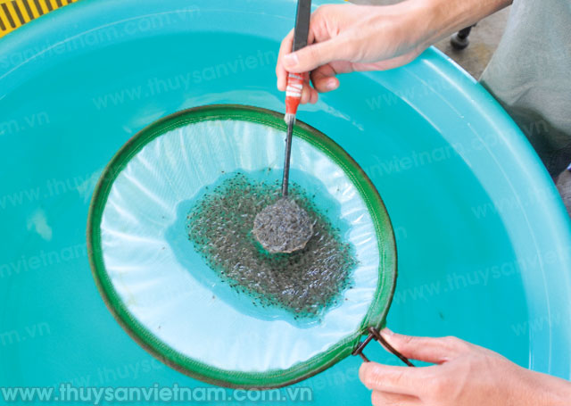 Phát triển, mở rộng thị trường tiêu thụ sản xuất tôm tại Bình Thuận
