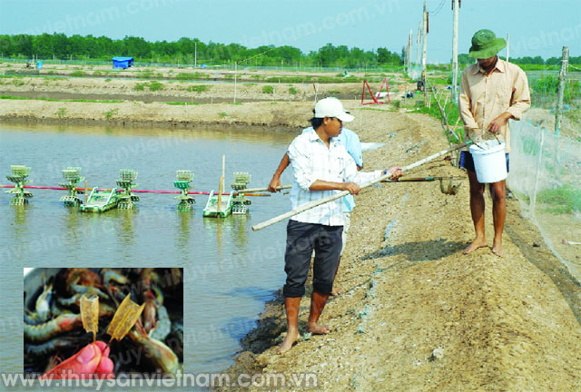 Các địa phương cần cải tạo ao kỹ trước khi đưa nước vào ao lắng