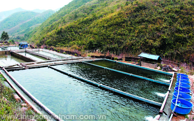 toàn tỉnh hiện có 96 cơ sở nuôi cá nước lạnh