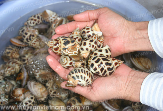 Ôc hương giống bị chết nhiều gây thiệt hại cho các hộ nuôi