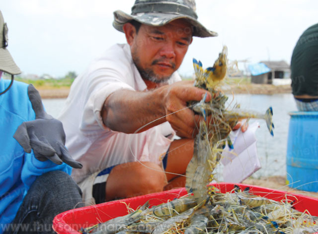 Giá tôm nguyên liệu tại ĐBSCL đã tăng lên mức kỷ lục so với cùng kỳ 2015