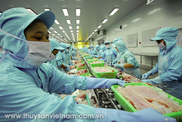 Từ chối nhập cảng lô hàng 39.000 pao “philê cá swai xông khói” đông lạnh từ Việt Nam