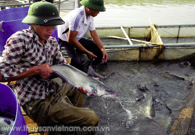 Yên Bái hỗ trợ phát triển nuôi cá lồng tại các địa phương