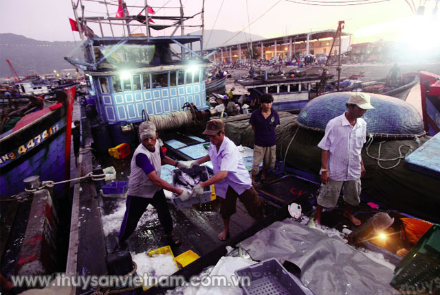 Cảng cá Thọ Quang, Đà Nẵng   Ảnh: An Đăng