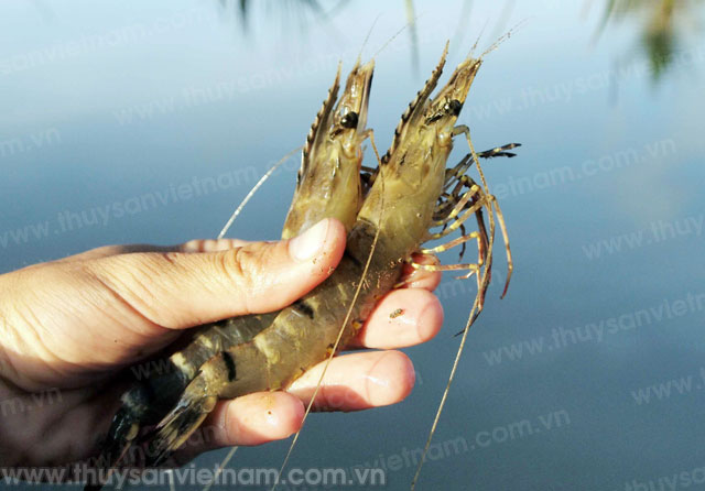 Bạc Liêu phê duyệt Kế hoạch phòng, chống dịch bệnh trên tôm năm 2017